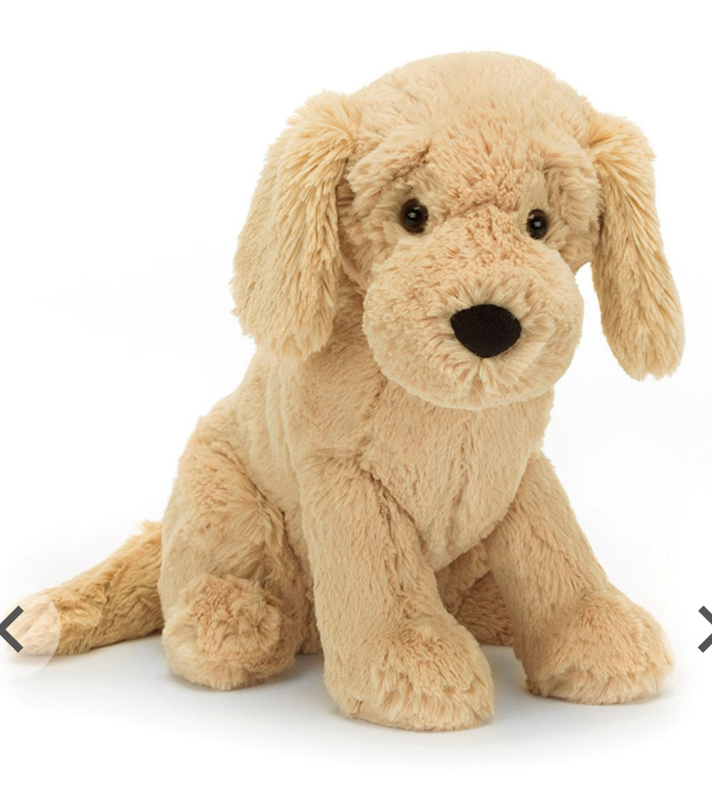 Tilly The Golden Retriever