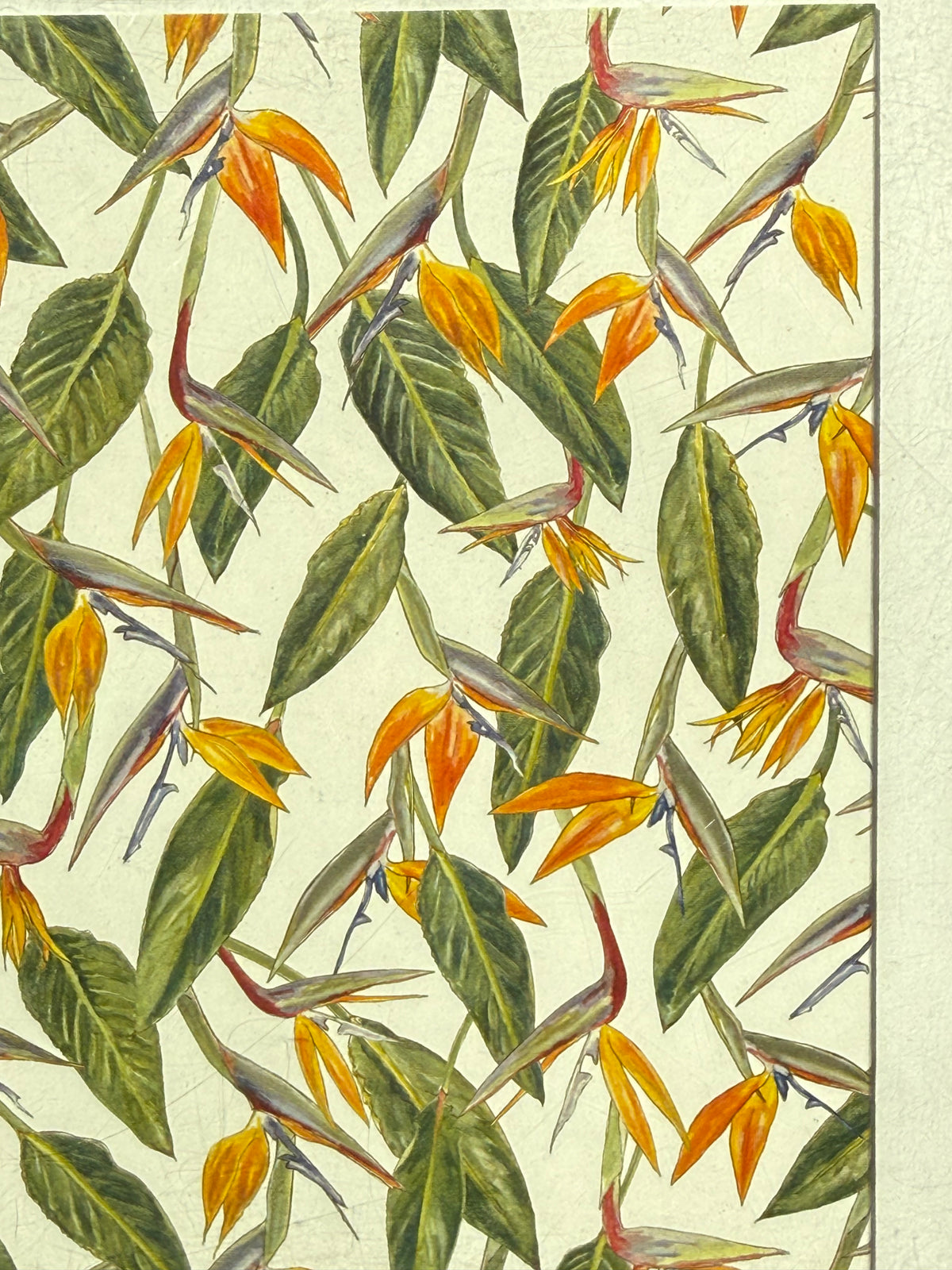 Tropical Notecards  | 8 Pack | Designed by Julia Cost